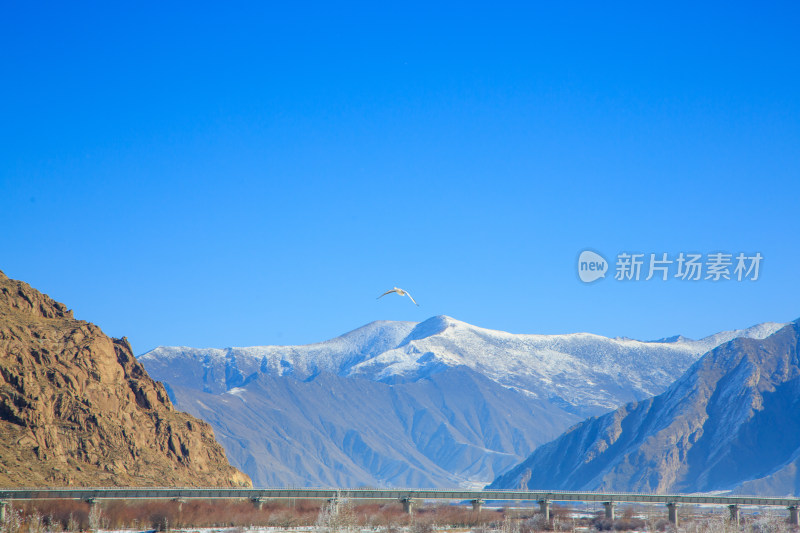 中国西藏冬季蓝天下迁徙的鸟类飞越雪山