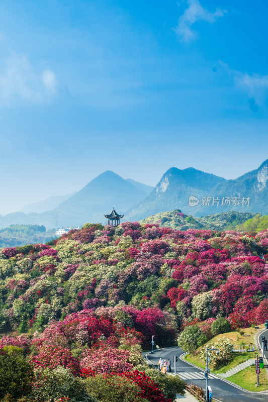 贵州百里杜鹃