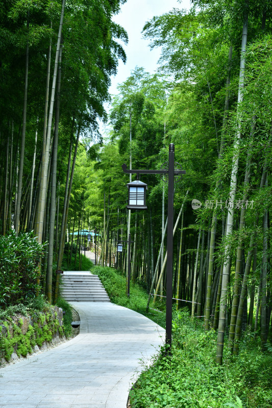 绿色竹林竹海小路