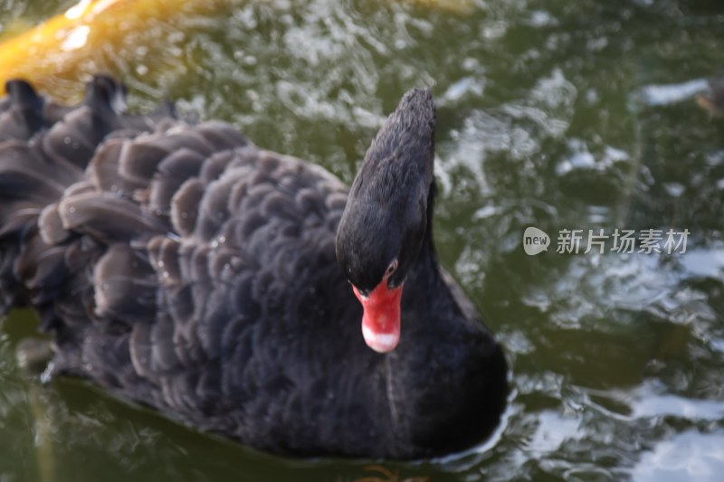 水中游动的黑天鹅特写