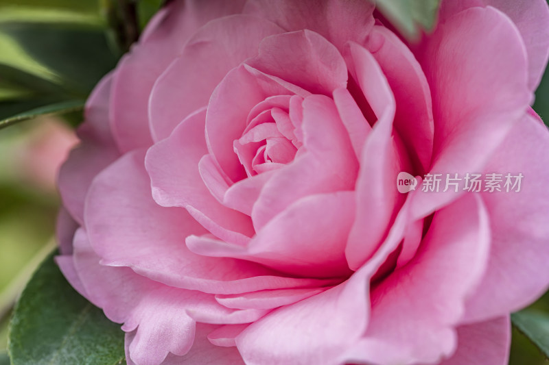 春天山茶花微距露水粉色花瓣花蕊