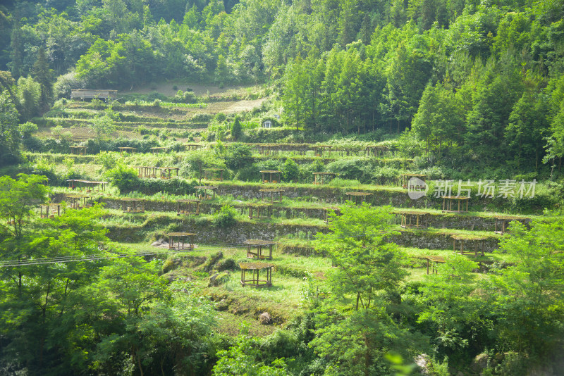 山间梯田绿植景观