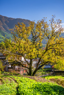 皖南秋色塔川国家森林公园