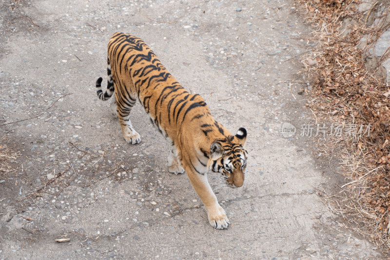 老虎在动物园走动北京动物园