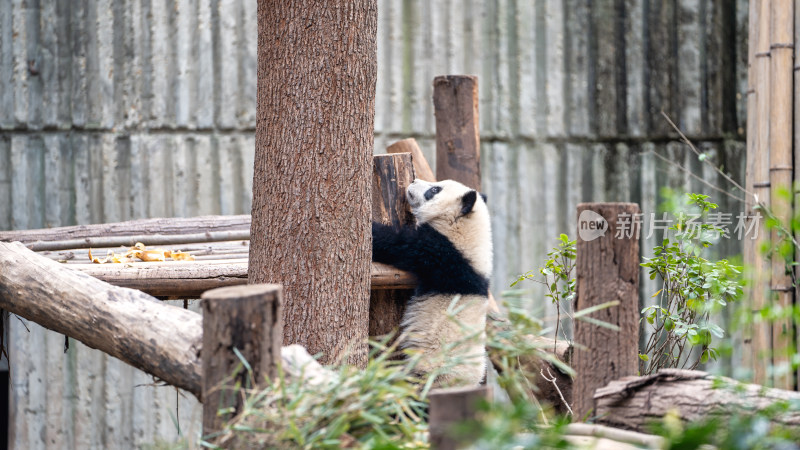 成都大熊猫繁育研究基地的大熊猫