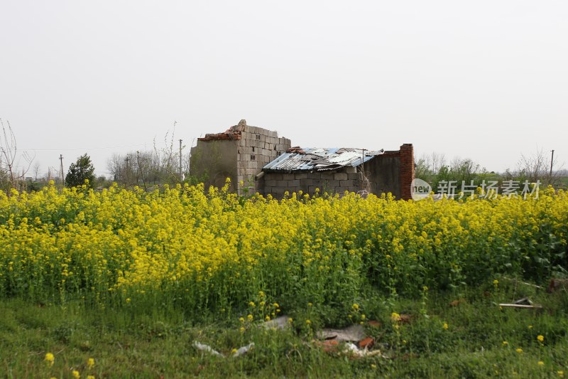 花草 绿地