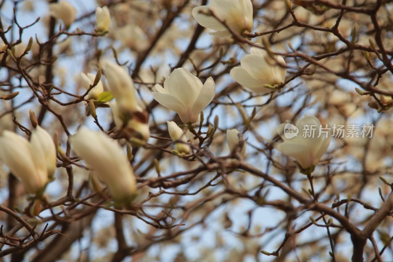 玉兰花系列