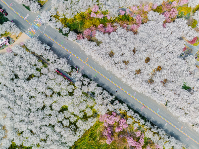 郑州荥阳丰乐樱花园樱花花海正上方视角航拍