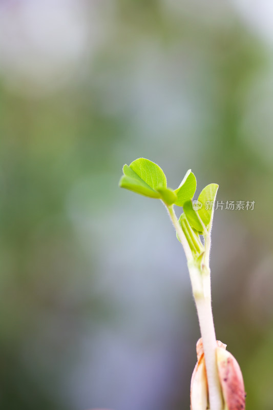 春天萌发的嫩芽