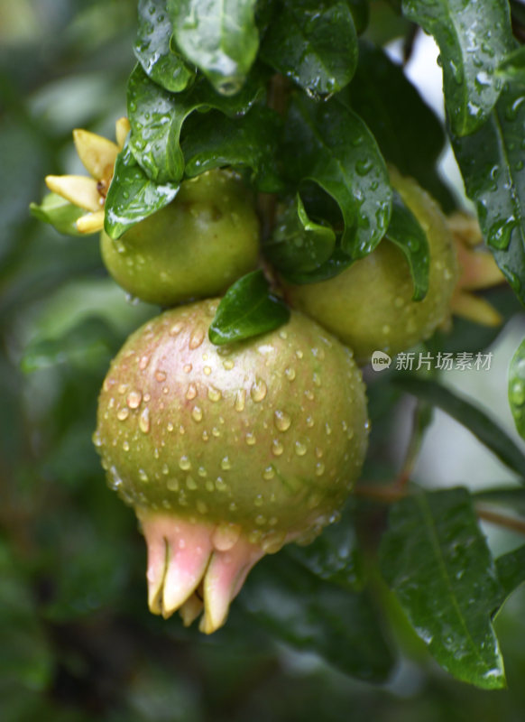 山东枣庄冠世榴园挂满雨珠的石榴幼果