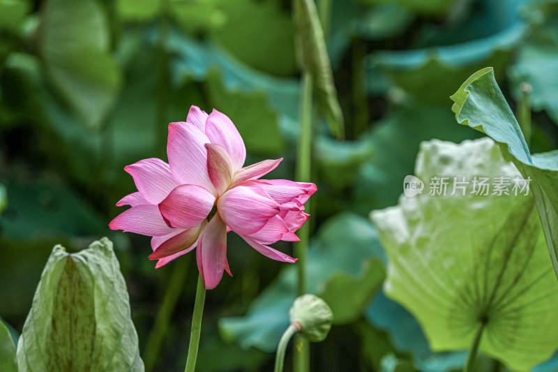 并蒂莲背靠背秀恩爱