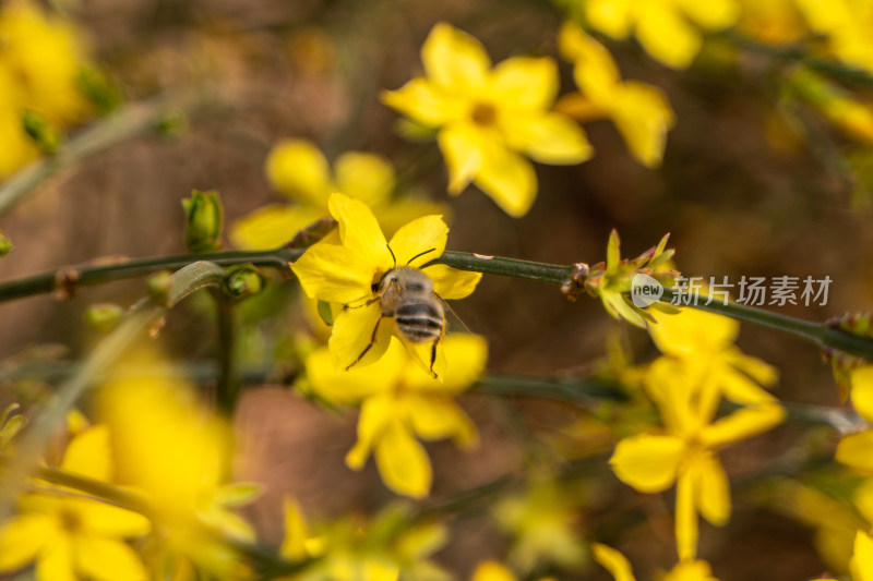蜜蜂在花瓣上飞舞迎春花春天生机