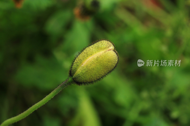 带绒毛的植物花苞虞美人花朵