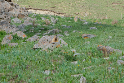 新疆夏塔景区草原上的土拨鼠