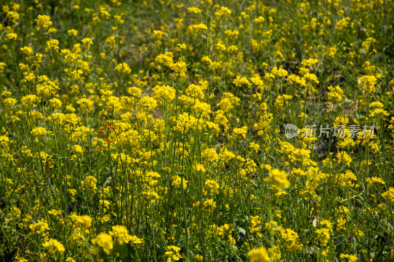 春天野外金灿灿的油菜花田金黄色花海