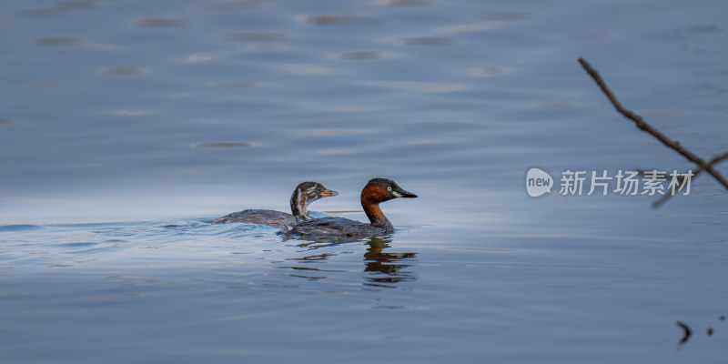 鸊鷉（Podicipedidae）