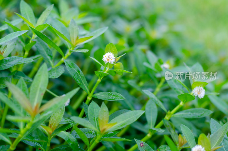 雨中一丛空心莲子草特写