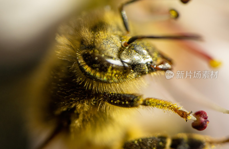 蜜蜂采蜜微距特写