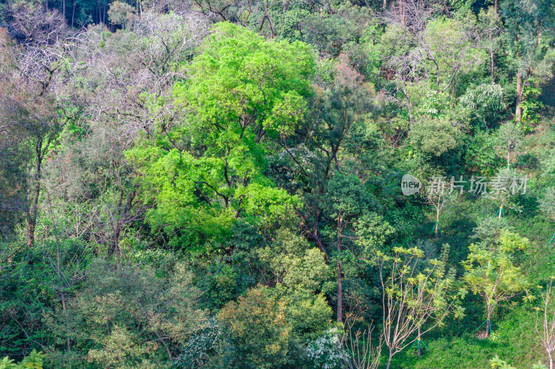 广州雕塑公园山谷森林绿树自然风光