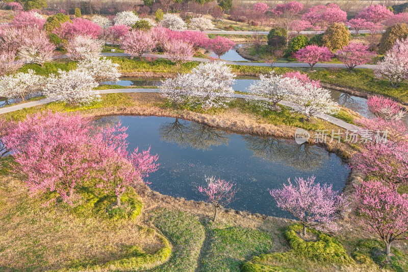 花开海上梅花节