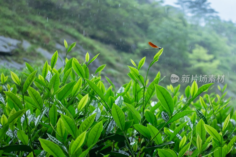 福建武夷山岩茶种植山场
