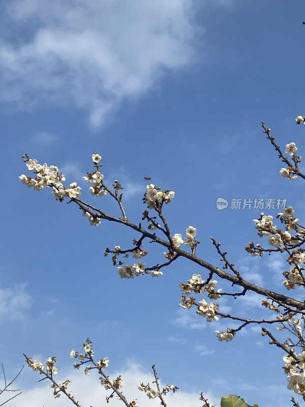 广州萝岗香雪公园梅花盛开