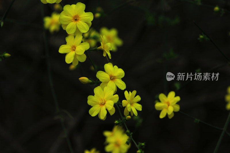 春天的迎春花，小黄花，黄色小花