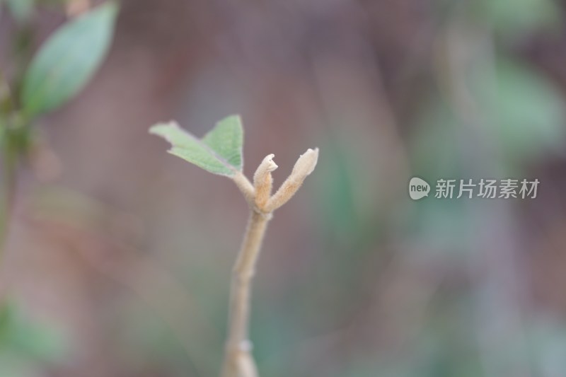 带叶植物嫩枝特写