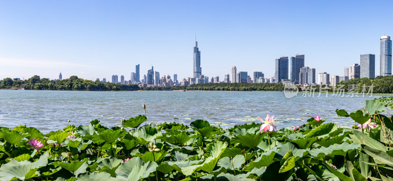 南京玄武湖荷花景观