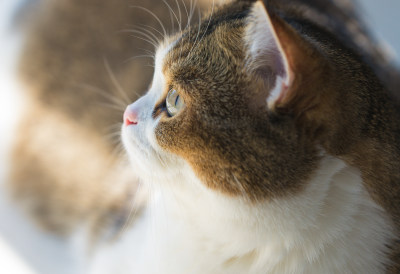 猫在家的特写镜头