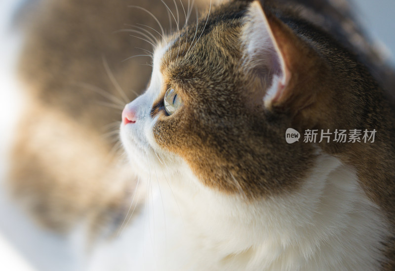 猫在家的特写镜头