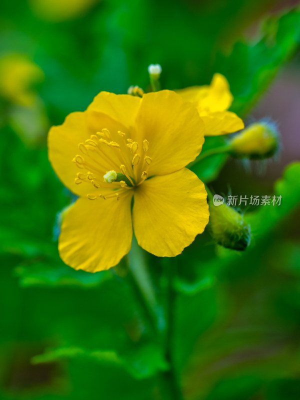 药用植物白屈菜开花