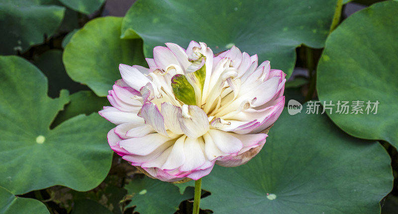 夏日炎炎池塘里盛开荷花随风送来香气