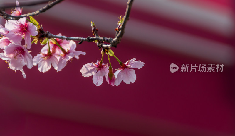 枝头绽放的美丽樱花特写