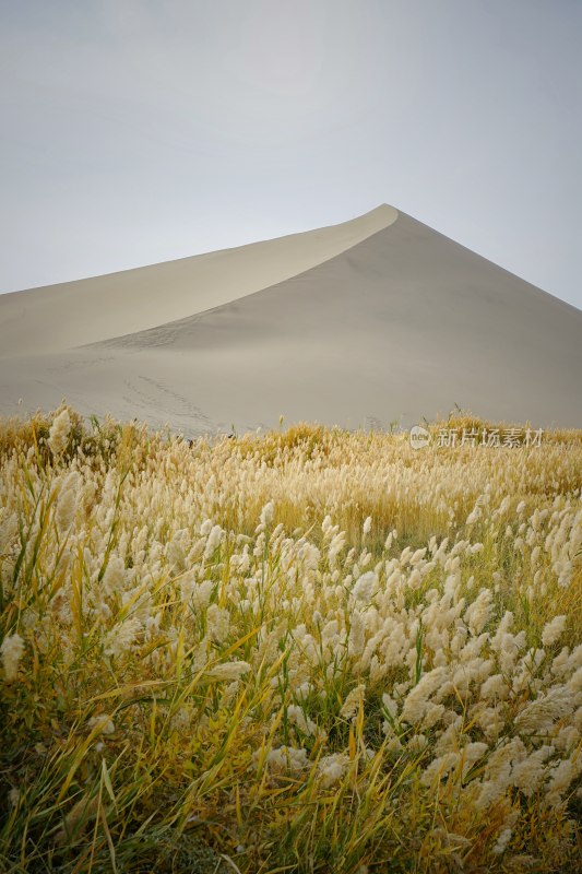 甘肃敦煌，鸣沙山，沙丘与芦苇