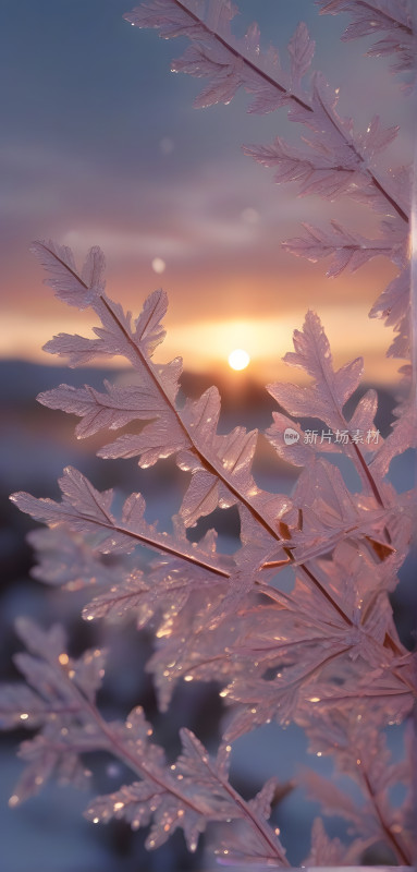 唯美美丽雾凇冰晶雪松雪微距特写