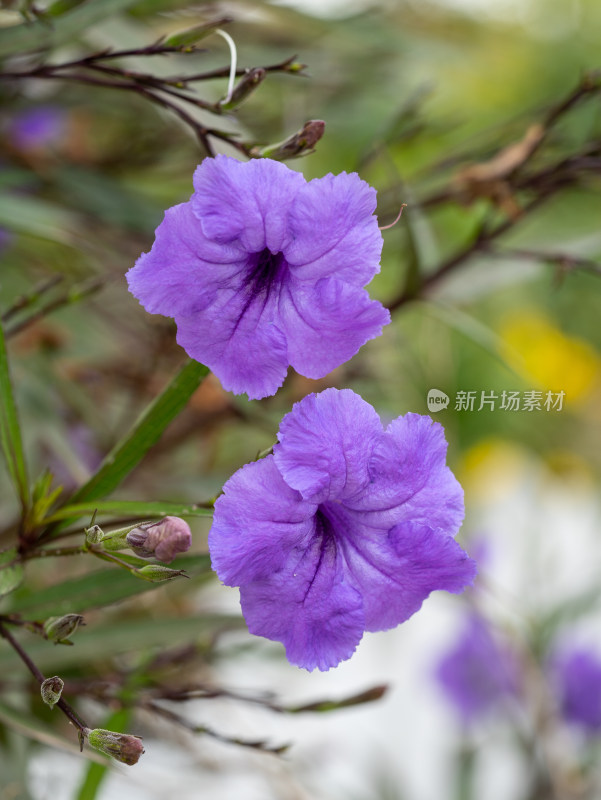 翠芦莉花朵特写