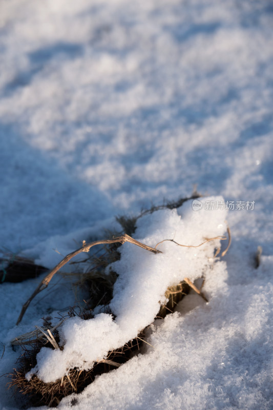 冬天干枯植物上的积雪