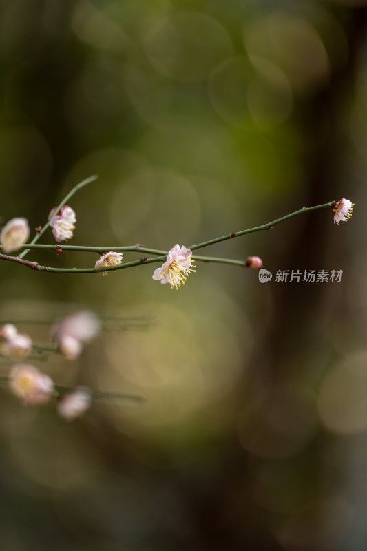 含苞待放的花苞樱花梅花枝