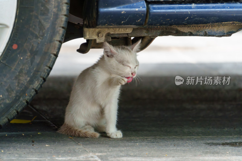 车下舔爪的可爱小猫