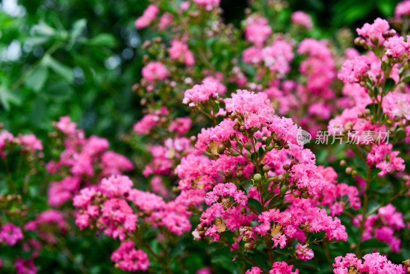 紫薇花卉花朵花蕊农村痒痒花痒痒树