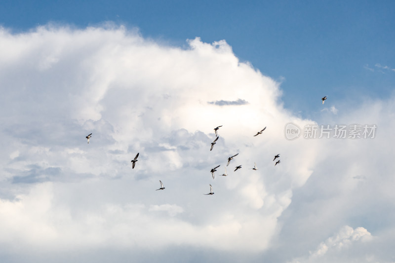 云景积雨云鸽子在天空飞翔