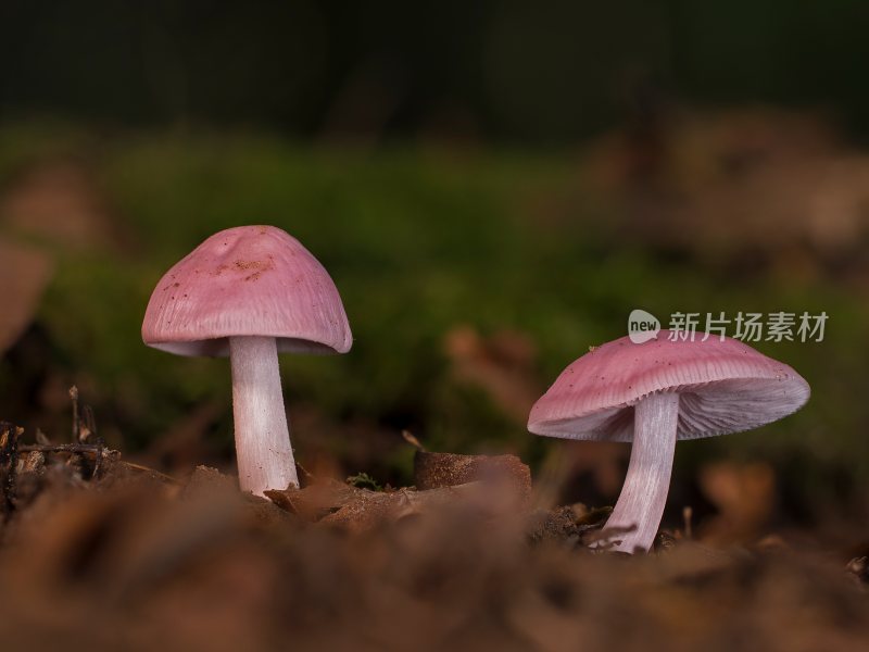 菌类山菌野生菌野生菌蘑菇生长环境