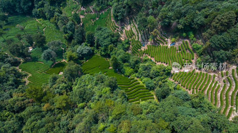 航拍杭州西湖龙井茶园 十里琅珰 龙井问茶