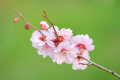 特写粉红色的梅花