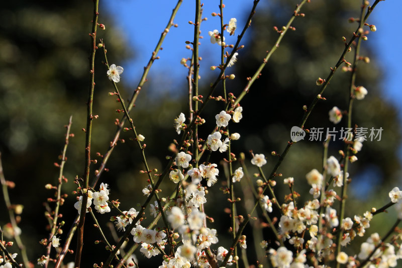 广州白云山的梅花