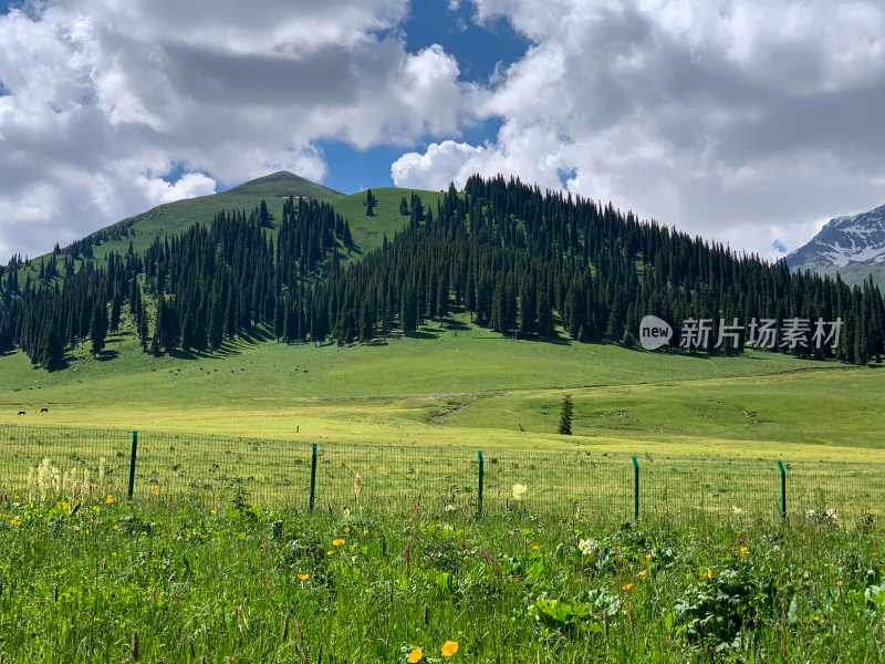 中国新疆伊犁那拉提草原夏季旅游风光