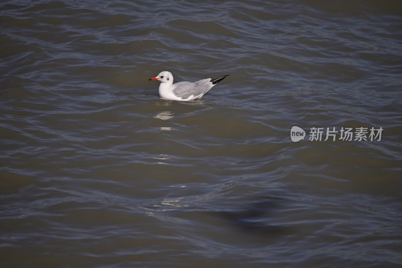 红嘴海鸥