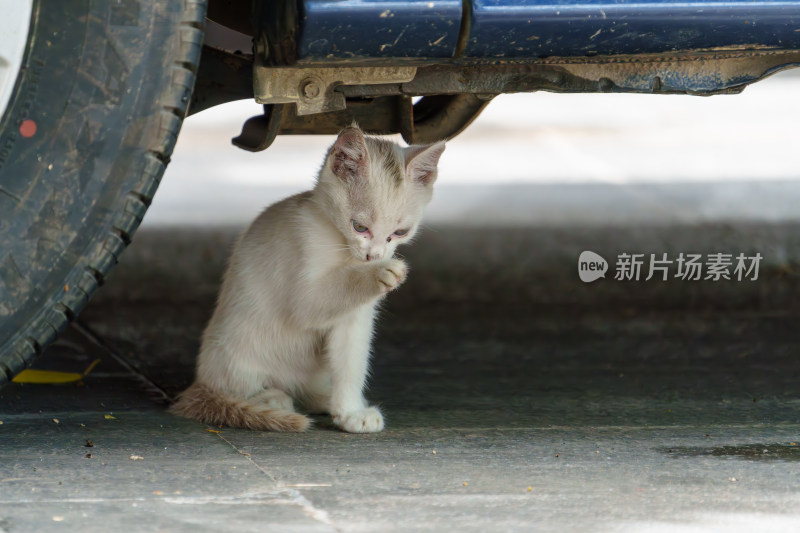 车下小白猫舔爪子的可爱模样