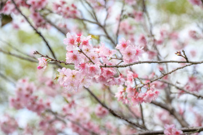 樱花特写拍摄